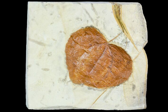 Fossil Leaf (Zizyphoides) - Montana #105227